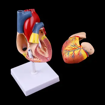 Izjauktas Anatomisko Cilvēka Sirds Modelis Anatomijas Mācību Līdzeklis 