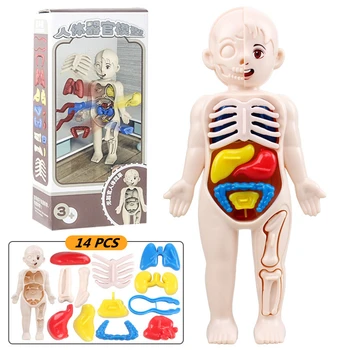 3D Montessori Puzzle Manekena Cilvēka Anatomija Modelis Bērnu Mācīšanās Orgānu Rotaļlietas Izglītības Iestāde, Mācību līdzekļi,