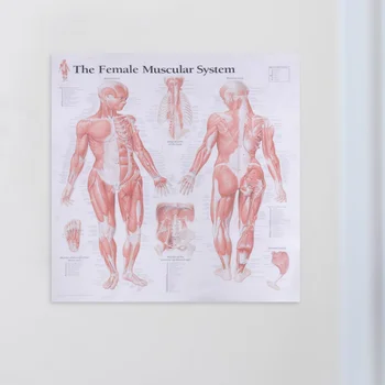 Sieviešu Muskuļu Sistēmas Zīda Plakātu Anatomijas Karājas Attēlu Telpu Dekorēšana Mājas Skolas Restorāns (40x40cm)